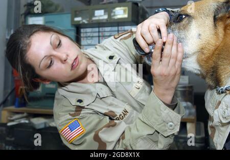 US Army (USA) Specialist (SPC) Destiny Morgan, ein Veterinärtechniker, führt eine regelmäßige Überprüfung auf Falla, einem Militärarbeitshund der US Air Force (USAF), auf der Tallil Air Base (ab) im Irak durch, um die Operationen IRAQI FREEDOM zu unterstützen. (USAF-FOTO VON SSGT CHENZIRA MALLORY 040116-F-1545M-004) Stockfoto