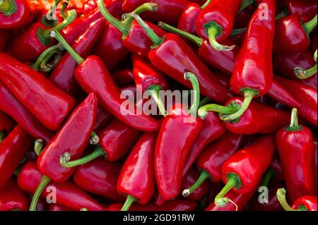 FRANKREICH, PYRENEES-ATLANTIQUES (64) ZAHLT BASKISCH, DORF ESPELETTE, FEST DER ESPELETTE ROTEN PAPRIKA Stockfoto