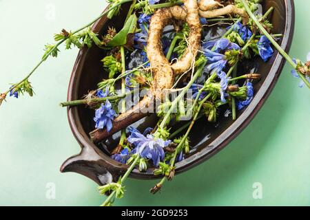 Zichorien-Wurzel und Zichorien-Blüten, Unkraut. Wilde Pflanze in der Kräutermedizin. Stockfoto