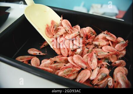 Nahaufnahme von gekühlten, frischen Garnelen und Garnelen auf dem mediterranen Fischmarkt. Hintergrund der Speisen Stockfoto