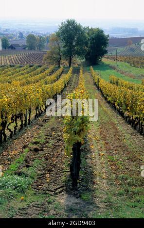 FRANKREICH. GIRONDE (33) WEIN AUS BORDEAUX. DIE WEINBERGE VON LOUPIAC UND SAINTE-CROIX-DU-MONT Stockfoto