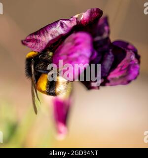 Weichfokus Bumble Bee auf Sweet Pea Stockfoto