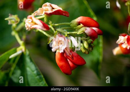 Zwergläufer-Bohne Hestia in Blüte Stockfoto