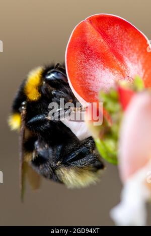 Buff-tailed Bumble Bee Queen (Bombus terrestris) Stockfoto