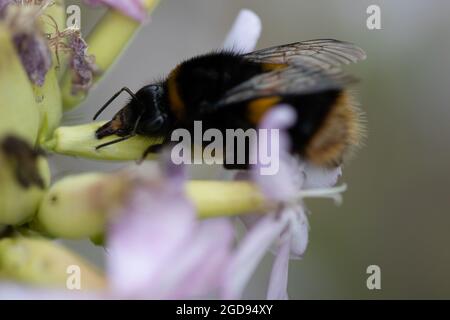 Bumble Bee Queen (Bombus terrestris) auf Saponaria Stockfoto