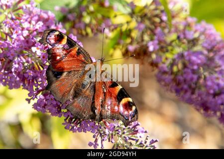 Sehr alter, zerlumpter europäischer Pfauenschmetterling (Aglais io, früher Inachis io) auf Buddleia Stockfoto