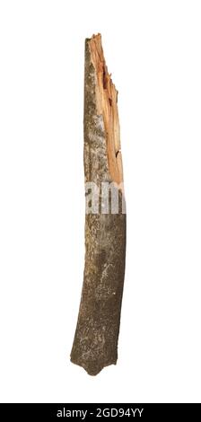 Baum Stick auf weißem Hintergrund Stockfoto