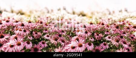 Feld blühender roter Kegelblumen, Echinacea purea Stockfoto