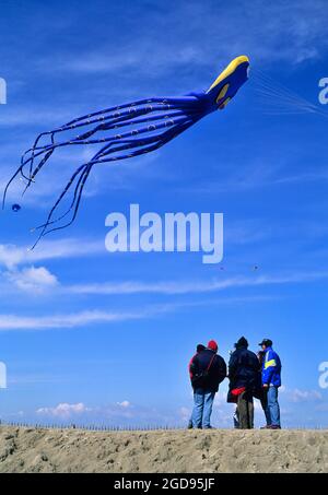 FRANCE, PAS-DE-CALAIS (62) BERCK-SUR-MER, KITE FESTIVAL, THE OCTOPUS KITE WITHOUT STRUCTURE VON PETER LYNN, NEUSEELAND Stockfoto