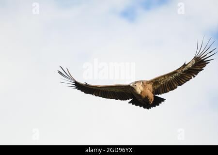 Nahaufnahme des Gänsegeiers im Flug Stockfoto