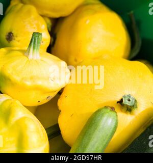 Nahaufnahme von farbenprächtiger gelber Mullpop-Form, Sommerkürbis/ Cucurbita pepo Stockfoto