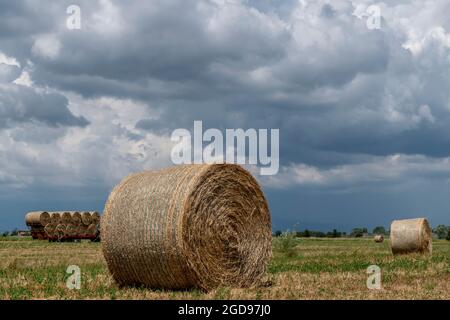 Heuballen auf einem Feld mit einem Anhänger voller anderer Ballen im Hintergrund unter einem dramatischen Himmel, Bientina, Pisa, Italien Stockfoto