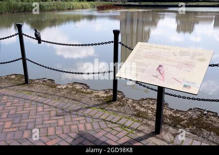 Eine Taube sitzt auf einer Kettenbarriere neben einer Informationstafel, auf der die vielen Vogelarten im East India Dock Basin in Learmouth am 11. August 2021 in London, England, beschrieben werden. Stockfoto