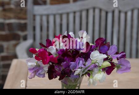 Arrangement von frisch gepflückten, selbst angebauten, sommerblühenden, süßen Erbsen (Lathyrus odoratus) auf einem Teak-Holztisch im Freien in einem Country Cottage Garden Stockfoto