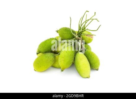 Ein paar frische Bio-grüne stachelige Kürbis auf weißem Hintergrund Stockfoto