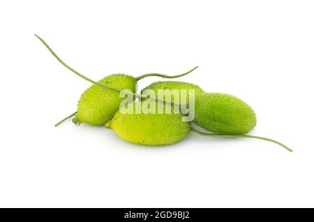 Ein Haufen junger stacheliger Kürbisse auf einem isolierten weißen Hintergrund Stockfoto