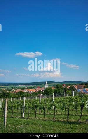 Blick auf die St. Barbara Kirche über die Weingärten im Dorf Pavlov Stockfoto