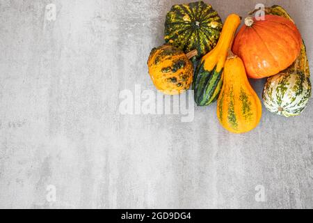 Herbsternte. Herzlichen Dank an Banner. Auswahl verschiedener Kürbisse auf strukturiertem grauen Betonhintergrund Stockfoto