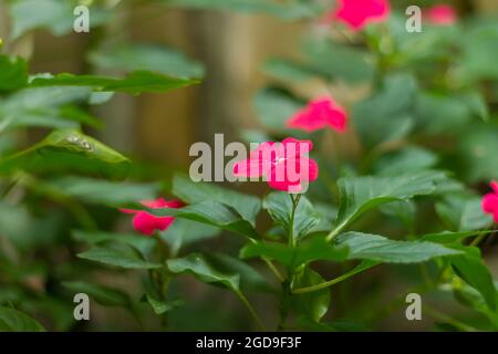 Impatiens balsamina, allgemein bekannt als Balsam, Gartenbalsam, Rosenbalsam, Touch-Me-Not oder Fleckensnapsen, ist eine Pflanzenart, die in Indien beheimatet ist Stockfoto