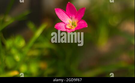 Rose Fee Lilie wächst im Hof als Mini-Gartendekoration. Zephyranthes rosea, allgemein bekannt als kubanische Zephyrlilie, rosige Regenlilie, Rosenfee Stockfoto
