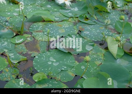 Erstaunlicher Blick auf Wassertropfen sind zufällig Orte von Lotusblatt Stockfoto