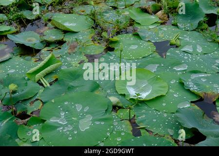 Erstaunlicher Blick auf Wassertropfen sind zufällig Orte von Lotusblatt Stockfoto