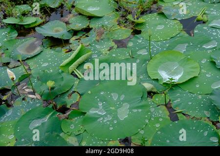 Erstaunlicher Blick auf Wassertropfen sind zufällig Orte von Lotusblatt Stockfoto