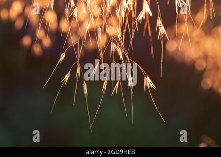 Golden Hafer Gras Stipa gigantea von der Abendsonne im britischen Garten hinterleuchtet Stockfoto