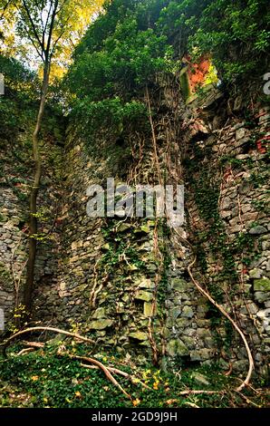 Alte historische Ruine Burgmauer Scharfeneck im Wald. Natur vor der Ruine. Verlassene Burg mit leerem gruseligen Wald in Österreich. Stockfoto