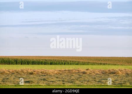 Schöne ländliche Landschaft mit riesigem grünen Maisfeld und einer gemähten Wiese gegen Abendhimmel in Franken bei Neunhof / Lauf an der Pegnitz i Stockfoto