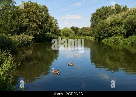 Der Fluss Lea in der Nähe der Waltham Abbey im Sommer, Hertfordshire, Südbritanien Stockfoto