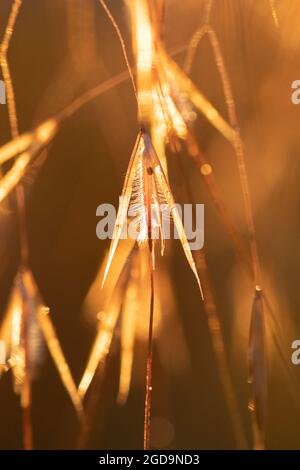 Goldener Hafergras Stipa gigantea von der Abendsonne hinterleuchtet, die Samen im Saatkopf zeigt - Schottland, Großbritannien Stockfoto