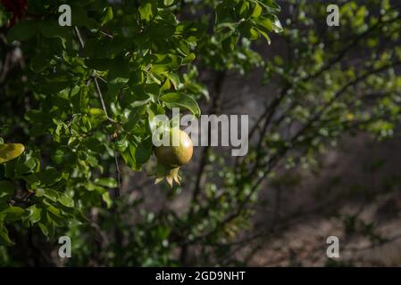 Ein Granatapfel auf einem Baum Stockfoto