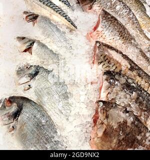 Frischer roher Silberfisch in Eisstücken aus der Nähe. Frisch gefangener Fisch, der auf einem Marktstand mit zerdrücktem, transparentem Eis gelegt wird. Gekühlte Meeresfrüchte auf einem Ice-pa Stockfoto