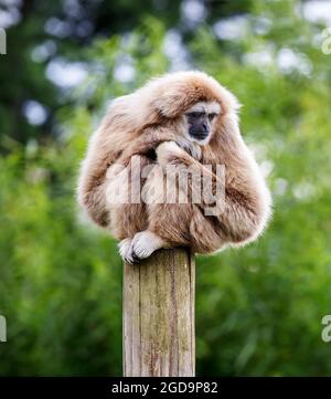 Sehr traurig aussehender Lar Gibbon, der auf einem Posten sitzt Stockfoto