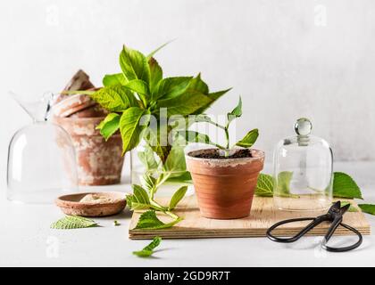 Neues Schneiden in alten Terrakotta-Blumentopf. Hortensien aus Stecklingen anbauen. Stockfoto