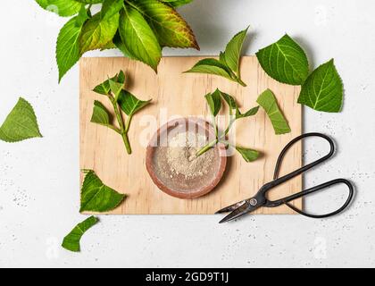 Hortensien mit Wurzelpulver behandeln. Fortführungsschritt 2. Home Gardening Konzept. Draufsicht. Stockfoto