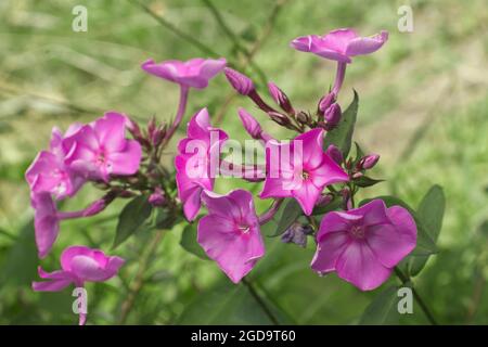 Phlox paniculata, blühende Pflanze in natürlichem Lebensraum. Auch bekannt als Autumn Phlox, Cross-leaved Phlox, Fall Phlox, Garden Phlox, Perennial Phlox, Sommer Stockfoto