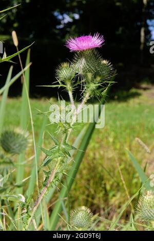 Ein Zweig aus blühendem Distelbusch, silybum Marianum oder auch Milchdistel. Auch bekannt als cardus marianus, selige Milchdistel, Mariendistel, Maria dies Stockfoto