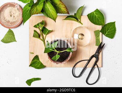 Pflanzen Sie die Hortensien schneiden in Boden. Fortführungsschritt 3. Home Gardening Konzept. Draufsicht. Stockfoto