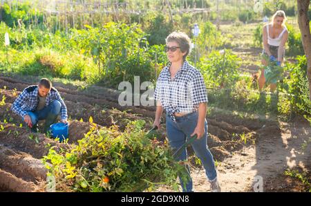 Ältere Gärtnerin, die Schubkarre im Gemüsegarten schiebt Stockfoto