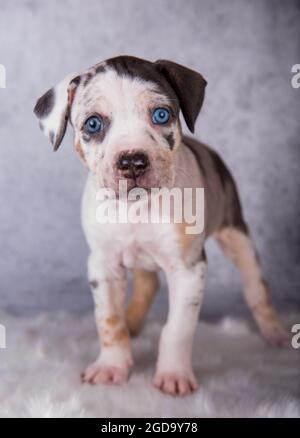 Louisiana Catahoula Leopard Dog Welpe sitzt auf grau Stockfoto