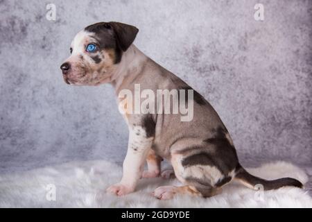 Louisiana Catahoula Leopard Dog Welpe sitzt auf grau Stockfoto