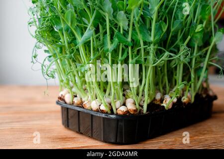 Junge Keimlinge von Erbsen in einem Behälter. Fertige Microgreens. Stockfoto