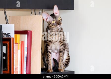 Tabby Katze sitzt auf einem Regal zwischen Büchern. Stockfoto