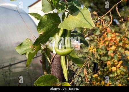 Grüne Bohnenschoten wachsen im Garten vor dem Hintergrund des Gewächshauses. Stockfoto