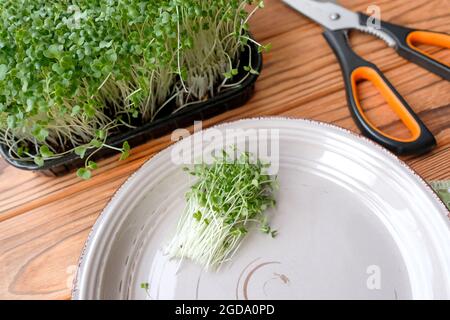 Auf der Fensterbank ist kleines Gras gewachsen. Microgreens-Kohl. Stockfoto