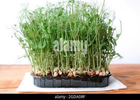 Gekeimt Erbsen in einem schwarzen Behälter. Microgreens zum Dekorieren von Geschirr. Stockfoto