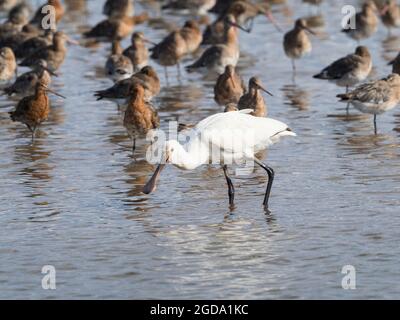 Löffelschnabel. Platalea leucorodia. Fütterung unter einer Herde roter Gefieder-Schwarzschwanzgottchen. Limosa limosa Stockfoto