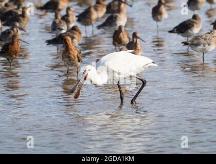 Löffelschnabel. Platalea leucorodia. Fütterung unter einer Herde roter Gefieder-Schwarzschwanzgottchen. Limosa limosa Stockfoto